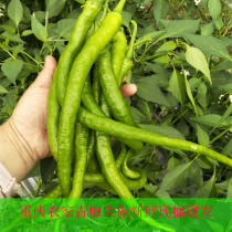 Chongqing green pepper long pepper fresh vegetable farm two Jing strip pepper green pepper line pepper sharp pepper 2 pounds