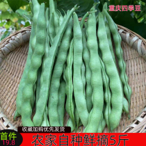 Vegetables Fresh green kidney beans are now picked tender beans are now grown green green beans are grown thick beans are grown 5 pounds of beans are grown