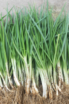 Sichuan Chongqing farmhouse countryside edible shallot scallion Chopped Onion Stir-fried Vegetable Spices Fresh to be found with 1 catty of 2 catties