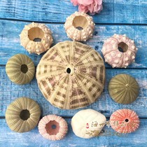 Natural pink pearl sea urchin decorative shell conch coral sea star platform fish tank decoration DIY specimen collection