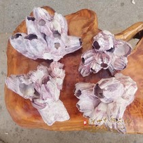 Purple Sea Lotus Cave Horse tooth Sea strange stone Natural barnacle Coral Fish tank Landscaping Shelter house Shrimp house Shell conch