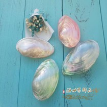 Natural conch shell Vietnam small freshwater pearl clam Home aquarium fish tank ornaments decorative gift specimens rare