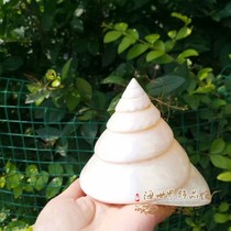 White luminous tower snail pearl natural conch shell fish tank landscaping aquarium decorative ornaments Specimen collection coral