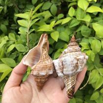 Large line red spin snail natural shell Creative diy fleshy conch flower pot Fish tank Landscaping Aquarium Hermit crab