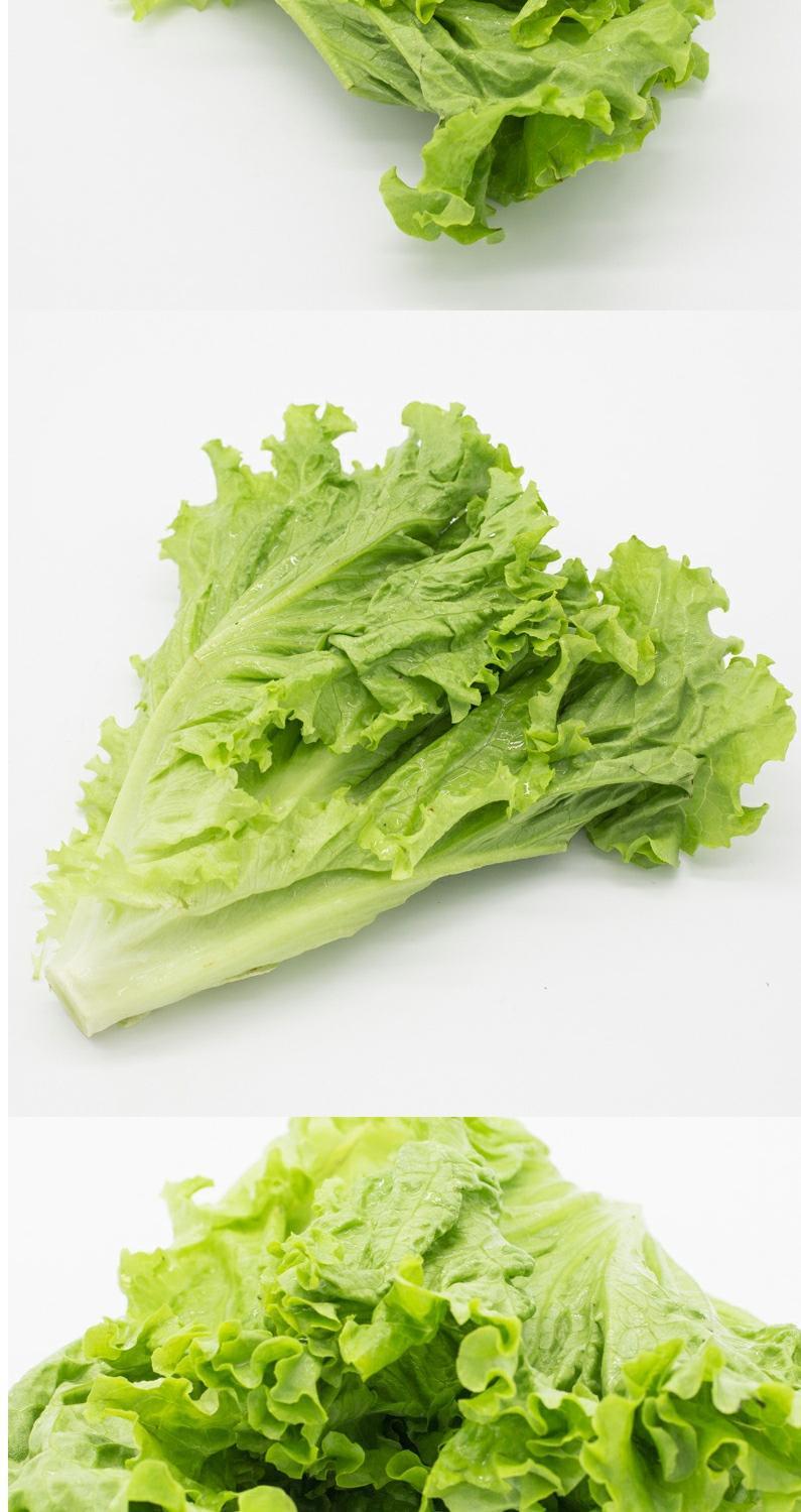 新鲜绿叶生菜 花叶生菜 绿萝莎 西餐沙拉蔬菜 500g_7折现价7.8元图片