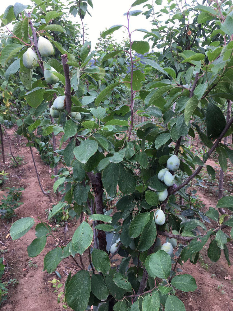 1-3公分精品西梅苗 盛年置业_果树苗详情_找果树