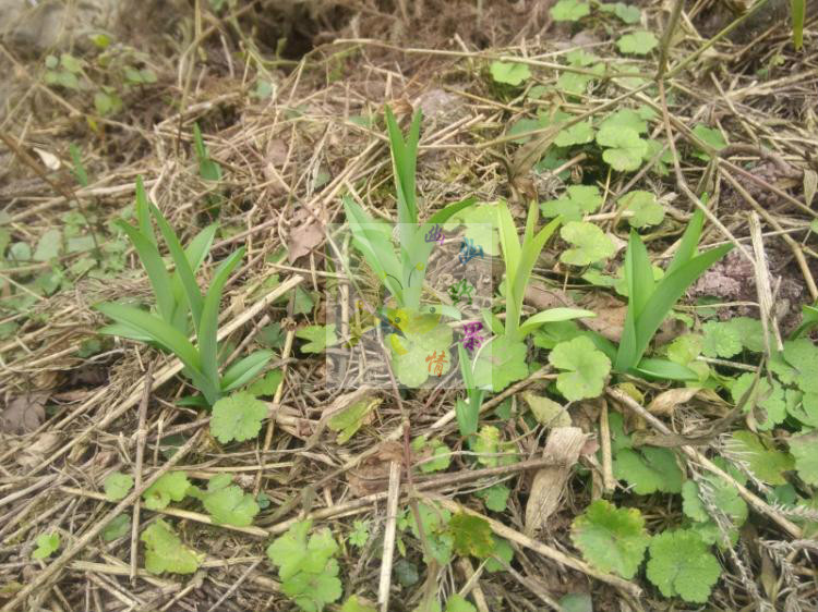 野生黄花菜 新鲜黄花菜 金针菜 马边深山绿葱花 500克