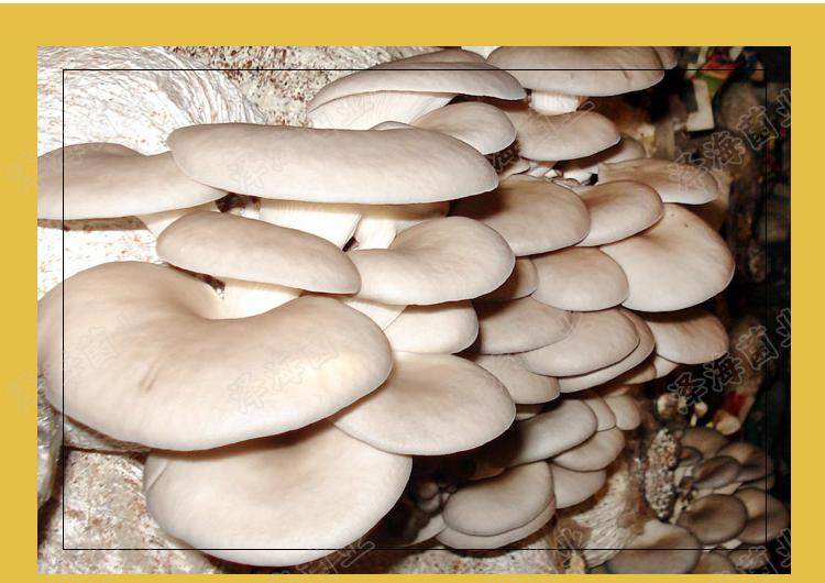 灰姬菇种菌包食用菌棒菌包菌种种子蘑菇多肉植物阳台养殖菌包