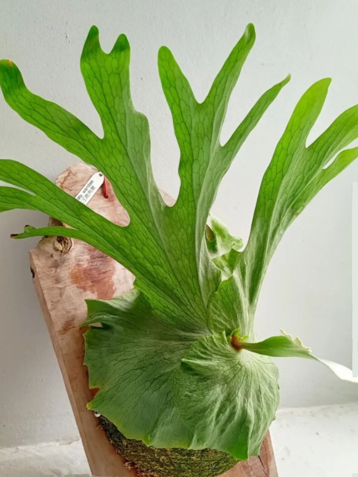 图文详情女王鹿角蕨,女王鹿角蕨板植成品,二岐鹿角蕨