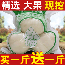 Gansu Lanzhou lily fresh sweet lily three head Emperor 500g pure edible farm natural specialty non-special grade dry goods