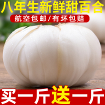 Gansu Lanzhou lily new dig fresh lily 500g Pure edible raw sweet white He Non-dry specialty premium