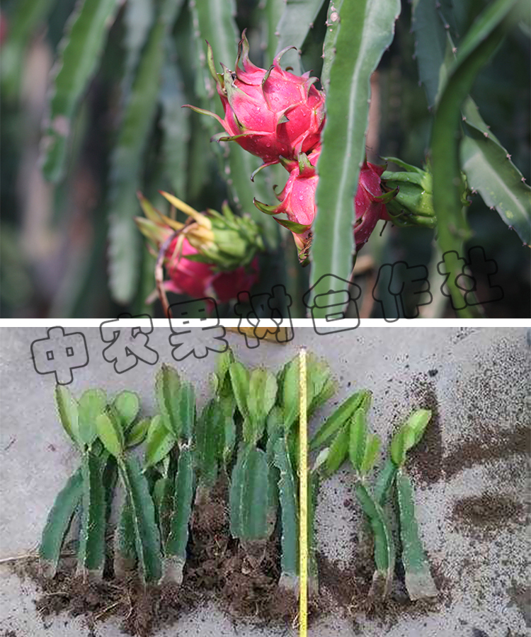 四季红心火龙果苗红肉火龙果树苗盆栽当年结果室内南北方种植