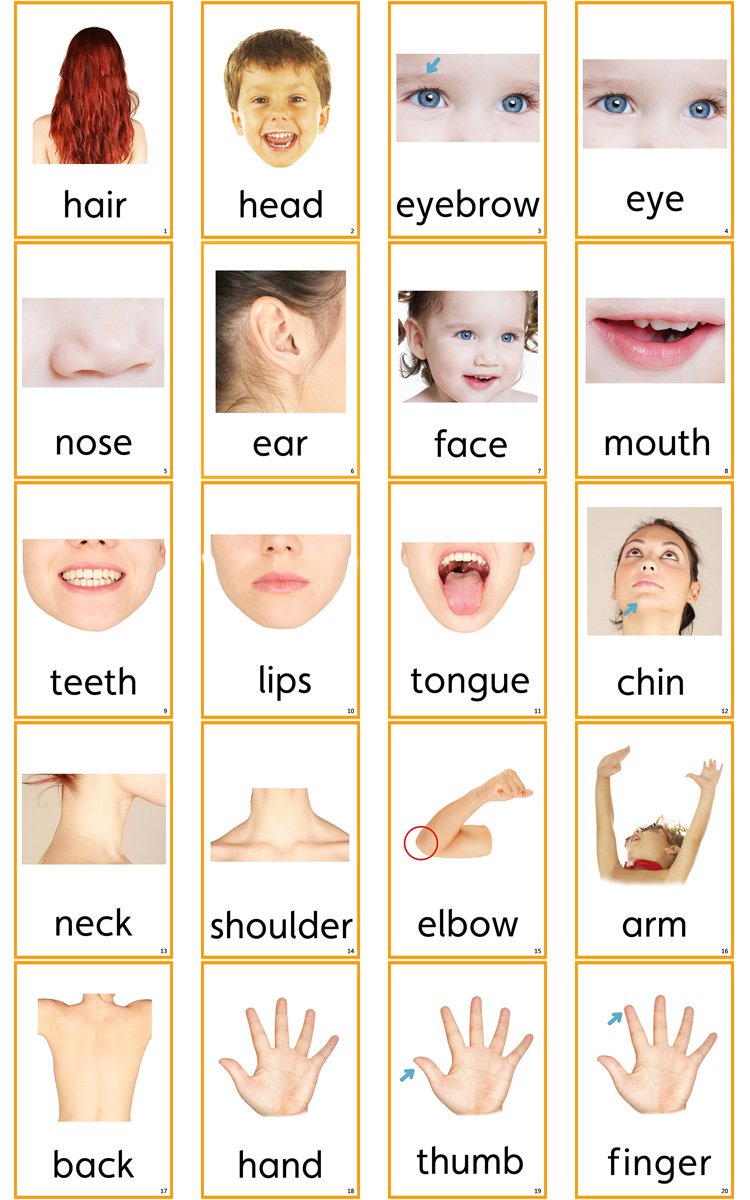 英语单词卡片真人体身体部位body英文五官闪卡幼儿早教认知教具