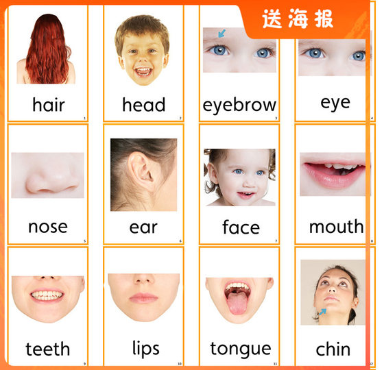English word card real body body body body English facial features flash card early childhood education cognitive teaching aid
English word card real body body body body English facial features flash card early childhood education cognitive teaching aid