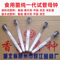 Edible fungus test tube mushroom fungus mother species Original species First-class species Pure generation of mother bell shiitake mushroom flat mushroom mother mushroom fungus