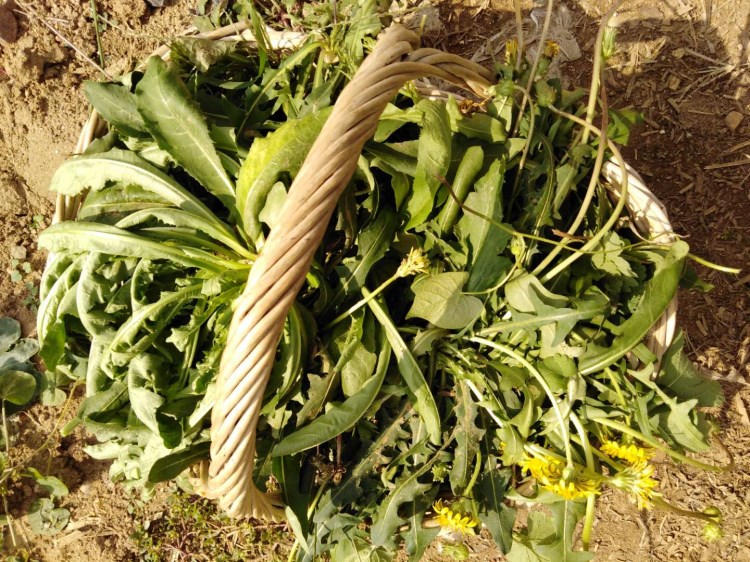 婆婆奶野菜图片图片