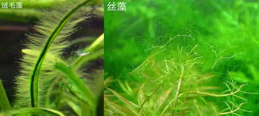 鱼缸除藻剂 除黑毛 鹿角藻 除丝藻绒毛藻 52 杀藻剂灭藻剂