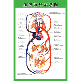 血液循环系统示意图人体解剖海报 肌肉骨骼神经血管医院分布图图片