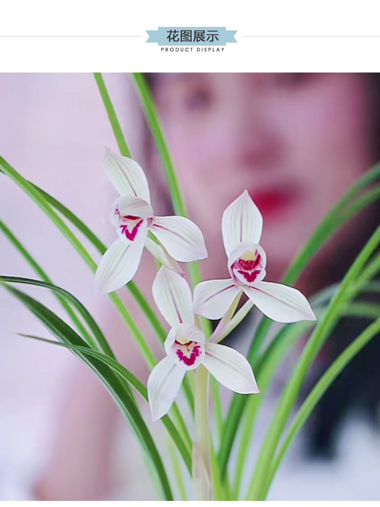 莲瓣兰花苗朱丝玉荷浓香型 冬季带花苞出售室内阳台花卉盆栽兰草