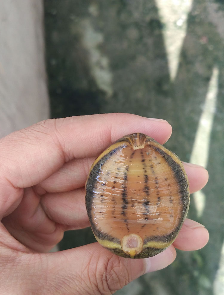 大青湖野生鲜活水蛭宽体金线蛭种苗活体水蛭蚂蟥110元250g2份包邮