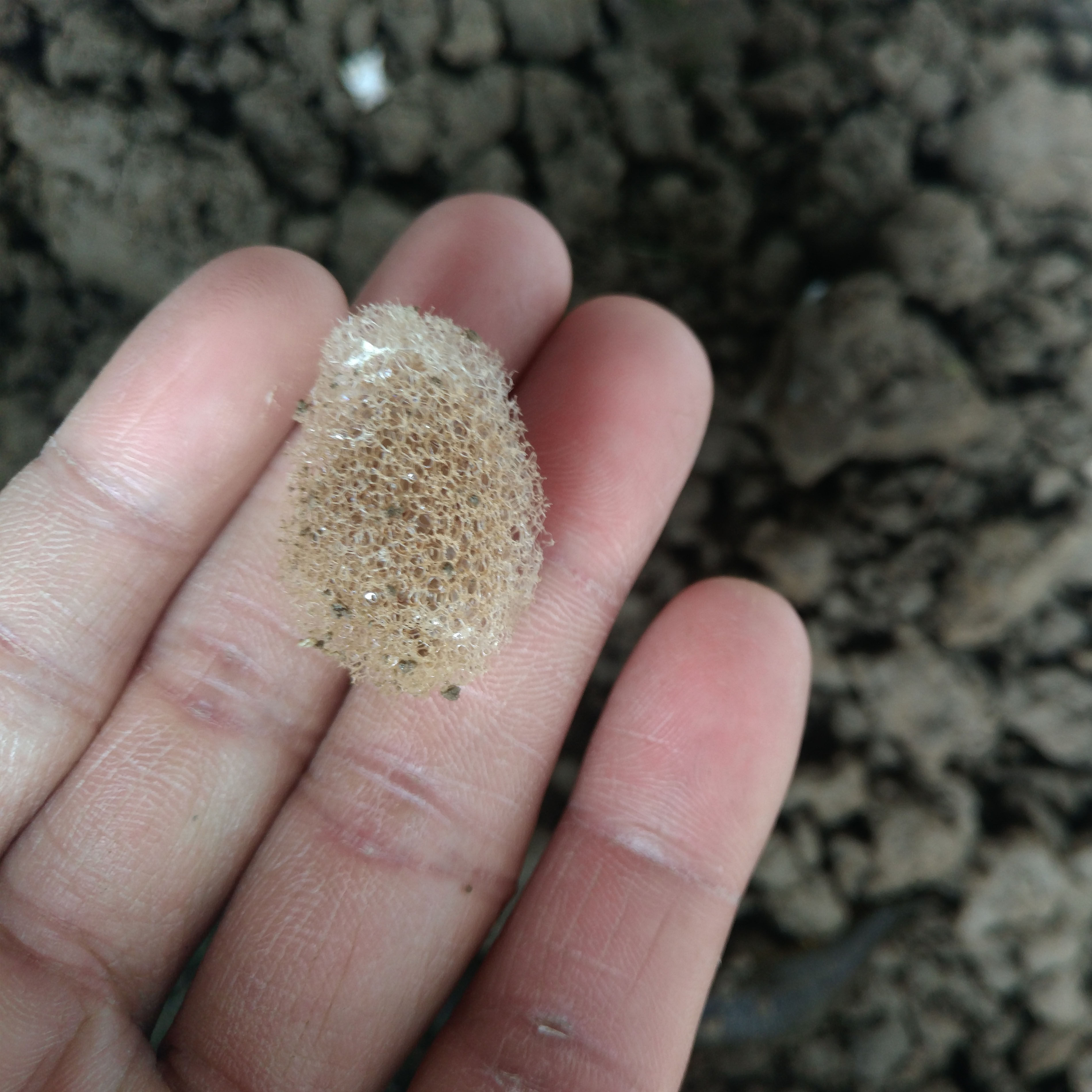 宽体金线水蛭苗茧苗鲜活水蛭幼苗