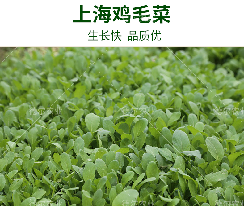上海鸡毛菜种子小油菜青菜速生小白菜种子家庭阳台盆栽四季播包邮