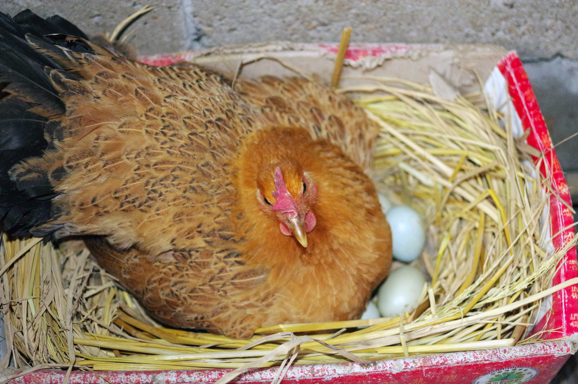 鸡仔都是像这样用抱窝的老母鸡一窝一窝地孵出来的,鸡群增长得比较慢.