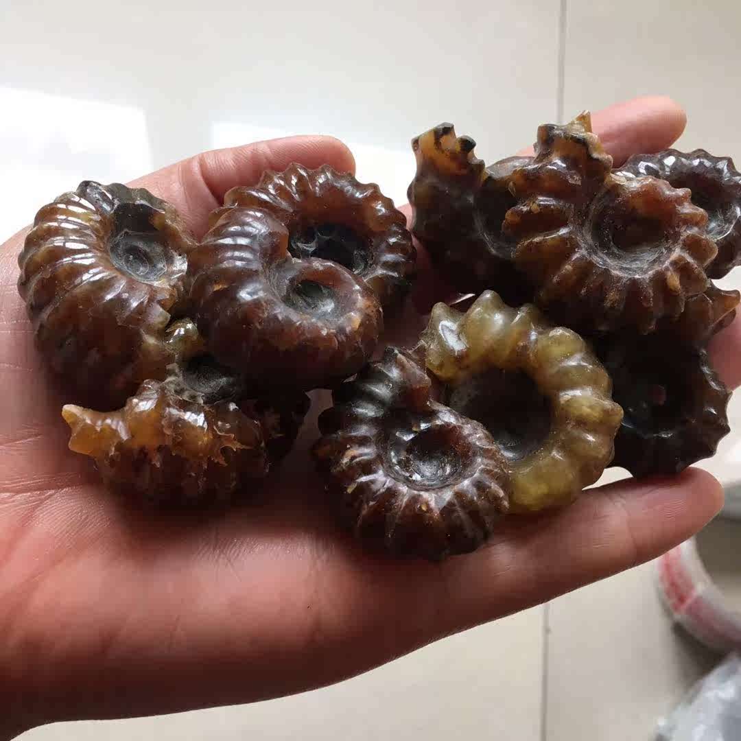 天然海螺化石 羊角螺 吊坠 花纹美 带铁矿