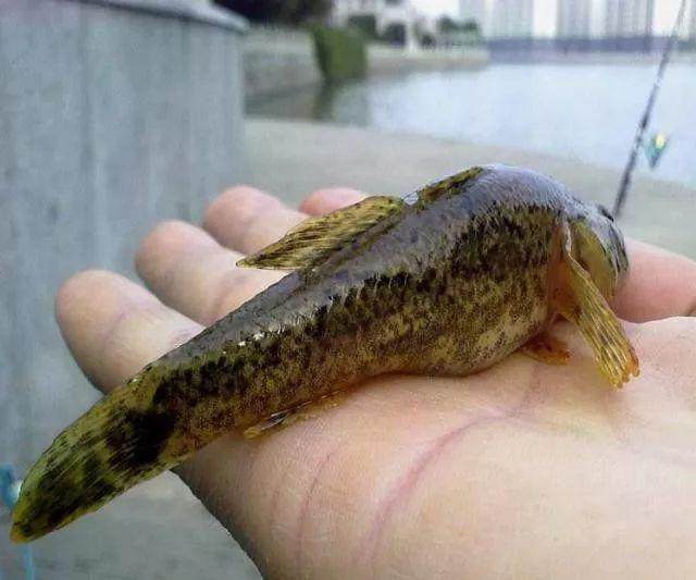 野钓有风险钓到这几种鱼赶紧放生吧