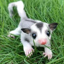 Honey Glider Live animal vaccine Small pet Student good little flying mouse doll Honey bag ferret pups A pair of honey kangaroos