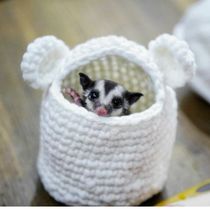 Honey baglid live vaccine small pet student good flying squirrel doll honey kangaroo cub honey Kangaroo full