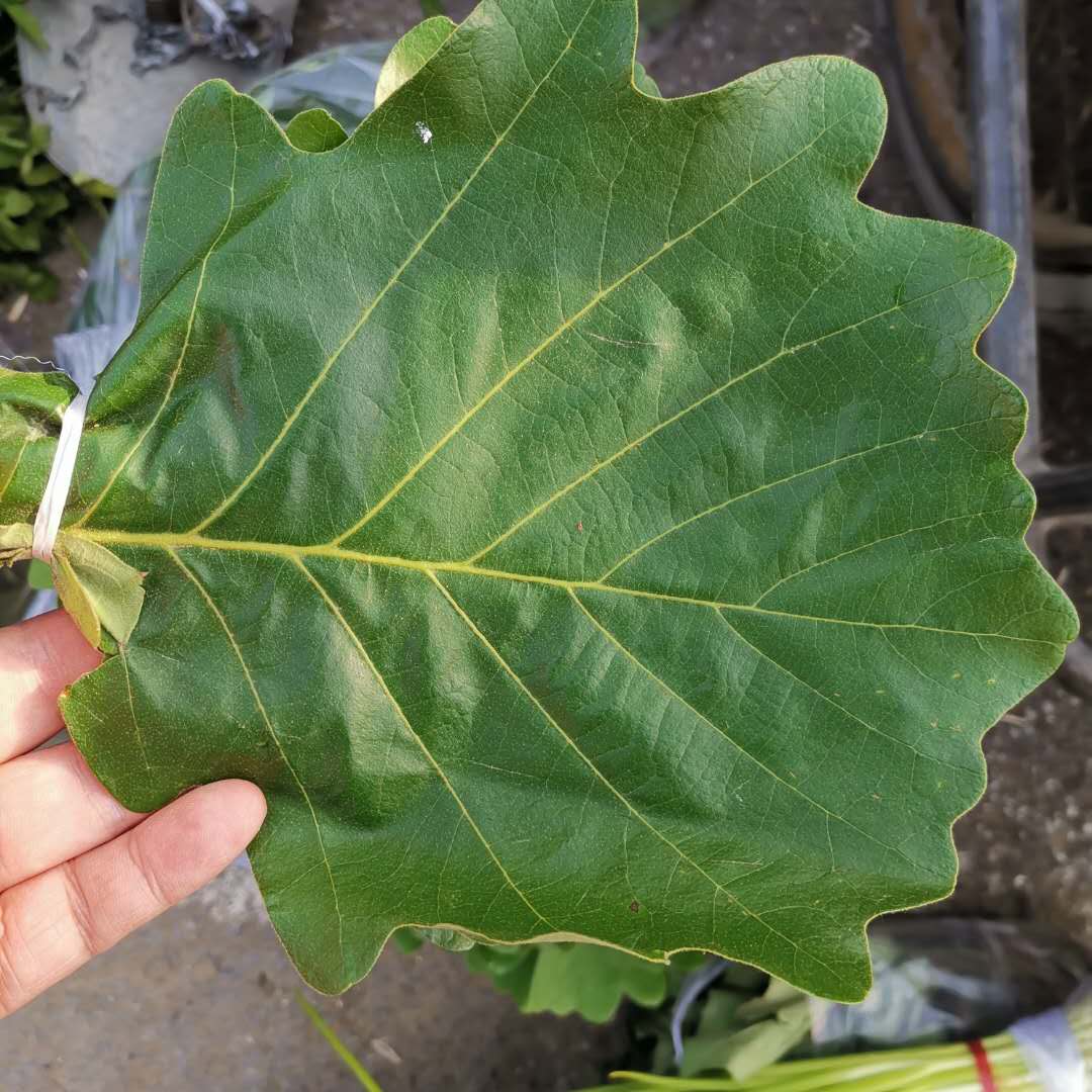 东北辽宁鞍山海城特产新鲜柞树叶子玻璃叶菠萝叶桲椤叶饼包粽子叶