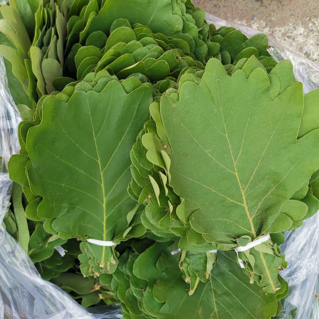 东北辽宁鞍山海城特产新鲜柞树叶子玻璃叶菠萝叶桲椤叶饼包粽子叶