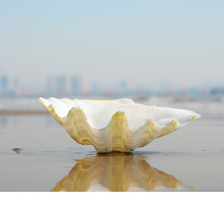 佛手贝天然大贝壳海螺工艺品居家装饰品花盆家居摆件多肉盆栽