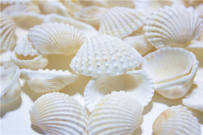 特价天然海螺贝壳 鱼缸地台墙贴地中海家居装饰幼儿园手工多尺寸