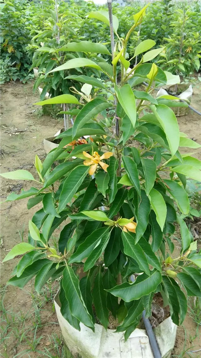 别名:黄桷兰,白缅桂,白兰,把兰 科属:木兰科,含笑属 分布地区:原