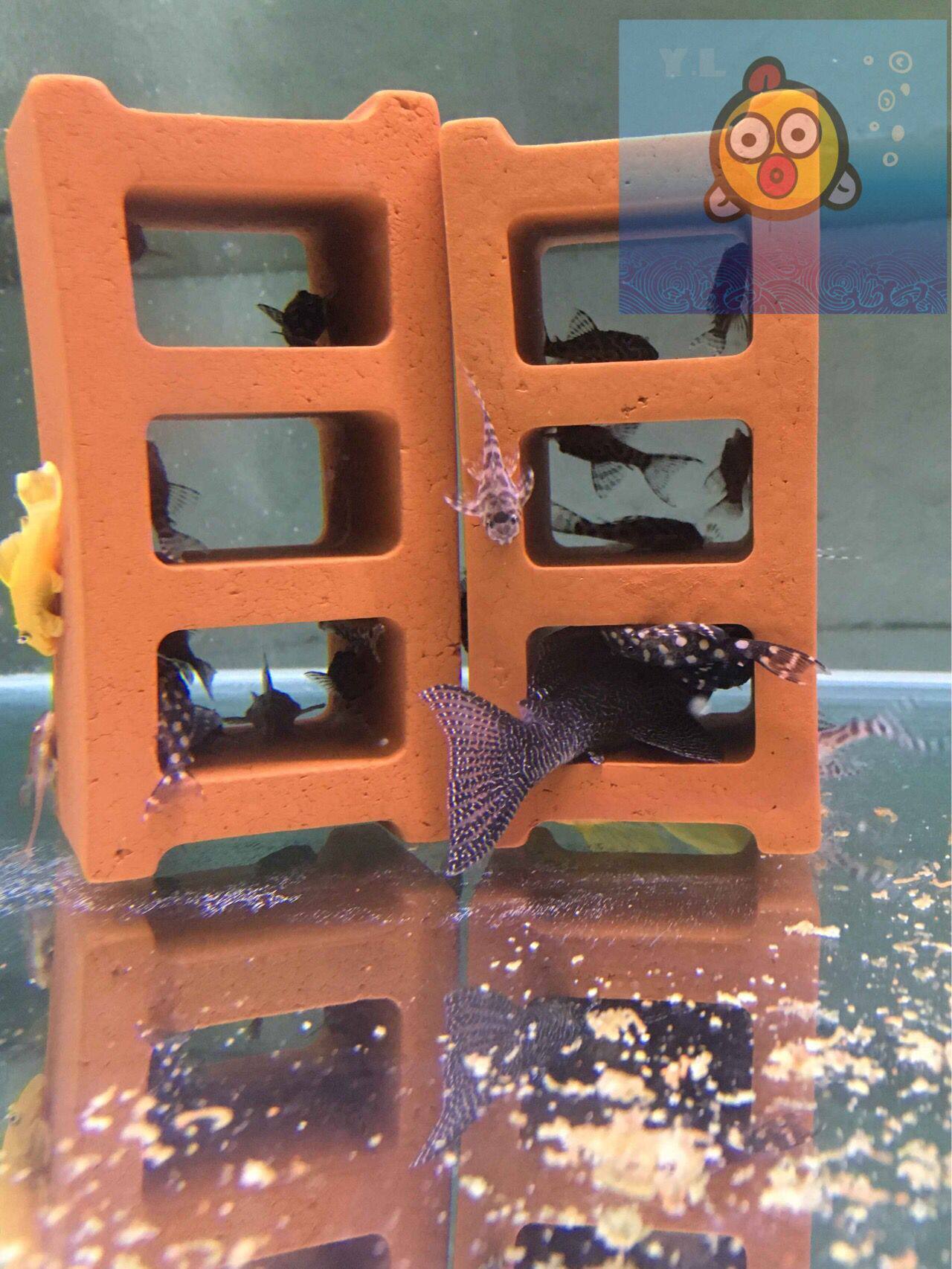 皇后雪球l471 金色大点型皇后雪球 异型鱼 异形 热带鱼 活体