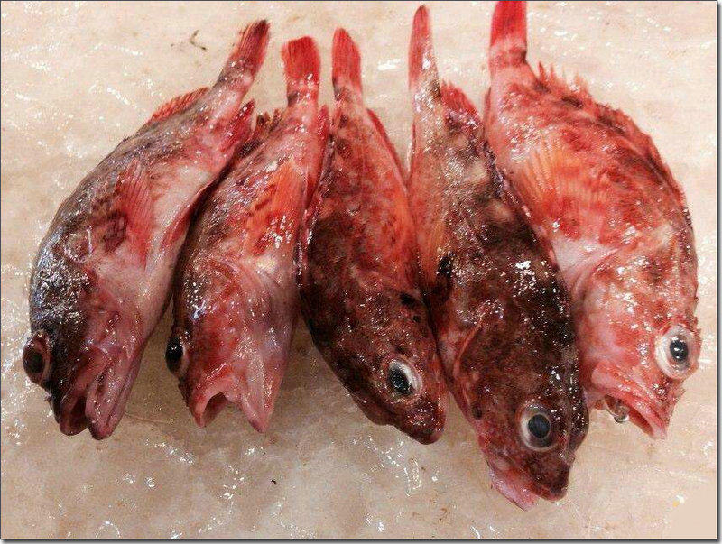 包邮 矶钓超新鲜虎头鱼 小石斑鱼生猛海鲜 1斤10条左右 500g