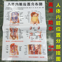 High-definition waterproof hospital anatomical diagram visceral diagram kidney abdominal posterior wall omentum male and female reproductive organs teaching wall diagram