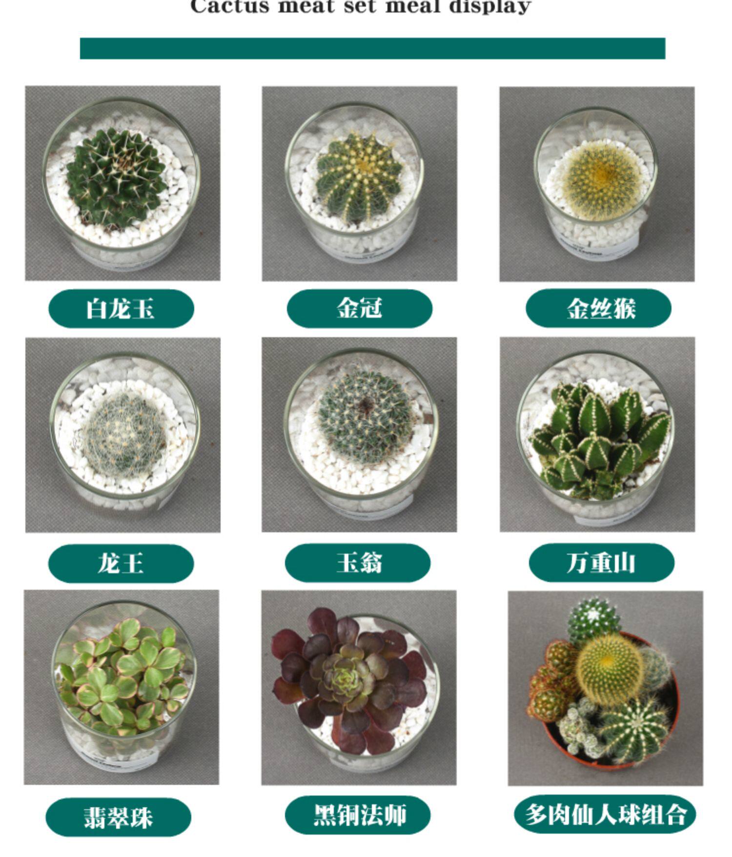 仙人球仙人掌稀有多肉植物玉露肉肉小盆栽办公防辐射室内绿植组合