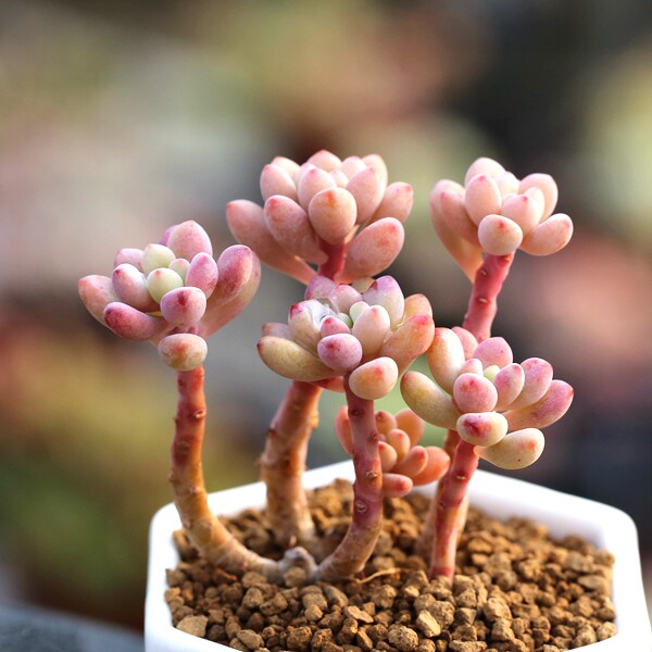 绿豆小萌物群生小桩 多肉植物办公室防辐射组合多肉绿植盆栽花卉_不
