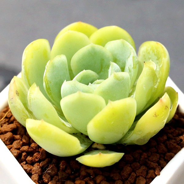 奶油贝瑞多肉进口柠檬杯瑞月影肉肉组合盆栽办公桌防辐射绿植花卉_不