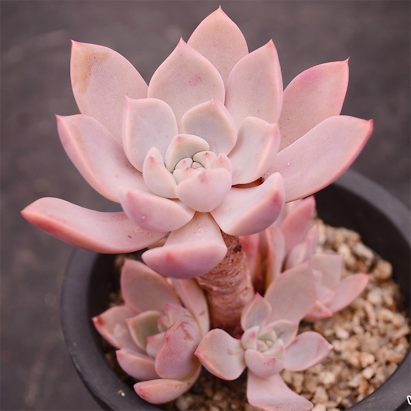 pink红粉佳人多肉植物组合盆栽办公室内绿植花卉桌面盆景_7折现价1元