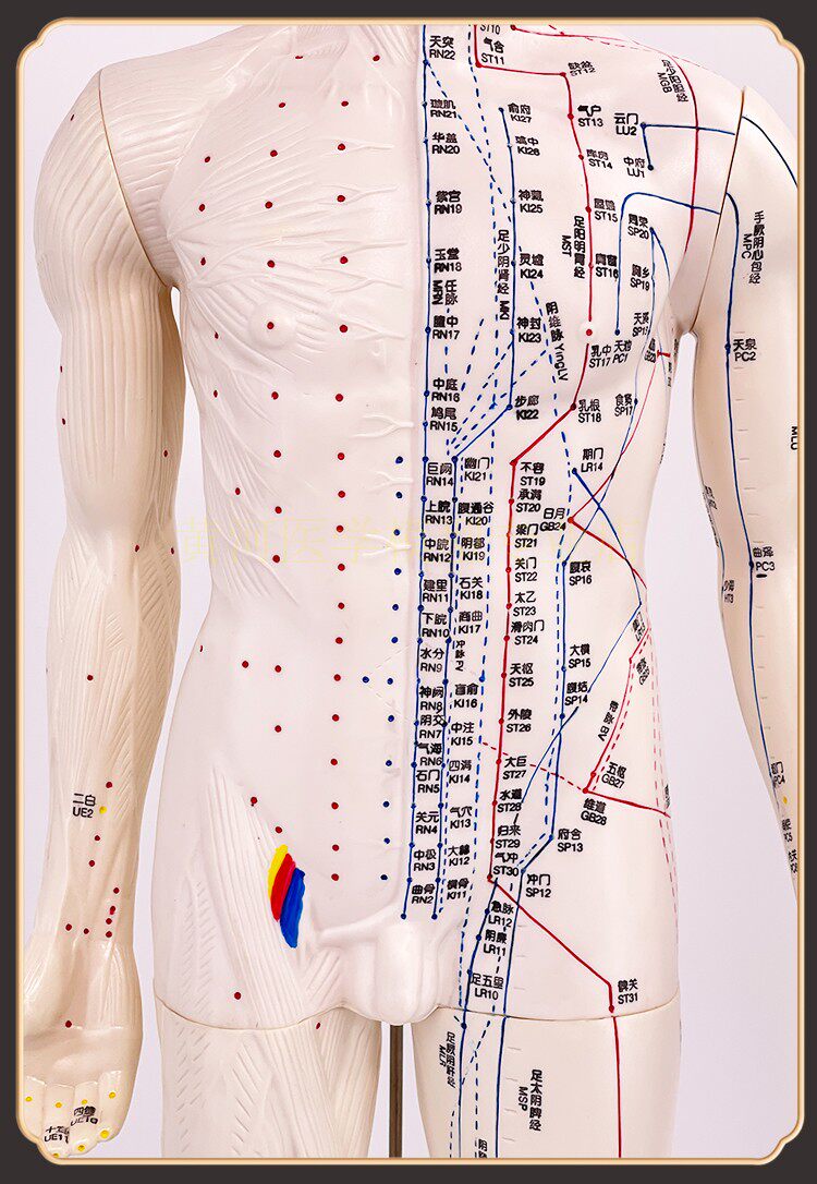 60 85cm高清中医针灸穴位模型图教学全身十二经络人体解剖小铜人