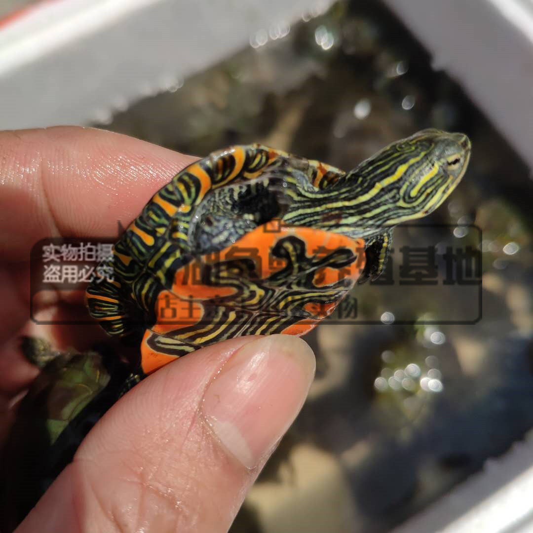 外塘东部锦龟西锦龟小乌龟深水观赏西锦水龟西部锦龟养殖场批发