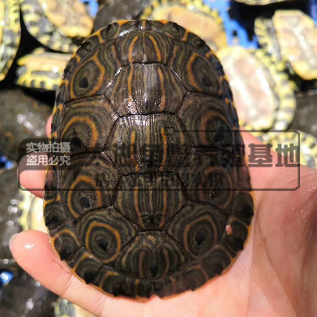 外塘佛东部甜甜圈大河甜甜圈龟火焰龟乌龟深水龟观赏龟批发