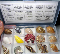 Conch shell specimen HL0002-Shell box-Conch set 15 kinds-Chinese and English label Seashell