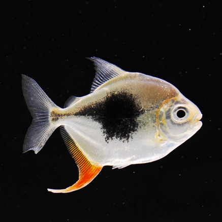 银版粗线鱼 黑桃a 血斑红勾丁 银板鱼 龙鱼配鱼 吃残渣 观赏鱼