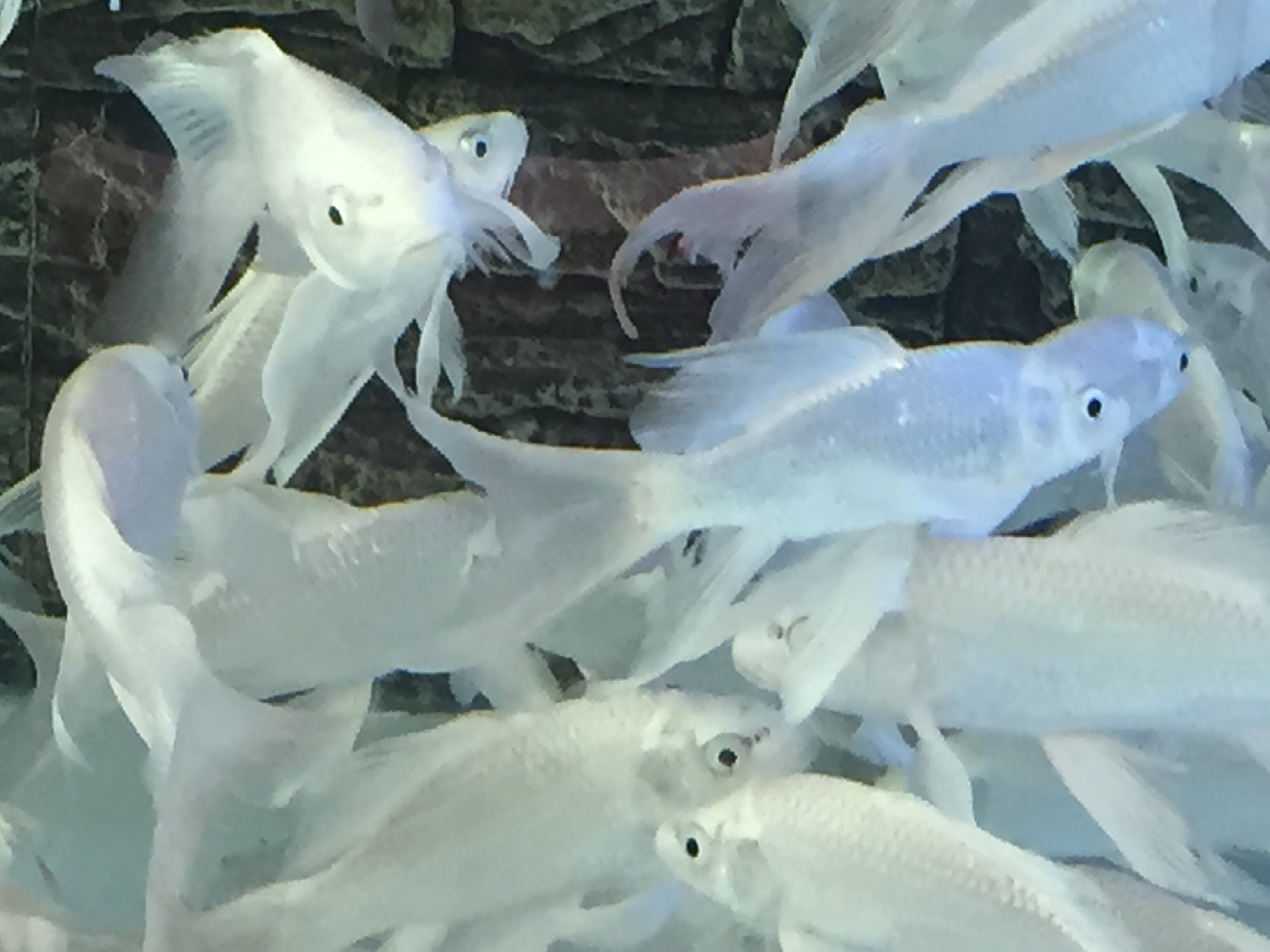 台湾纯血白金蝴蝶龙鲤 短身长尾蝴蝶鲤鱼 金龙红龙虹鱼配鱼冷水鱼