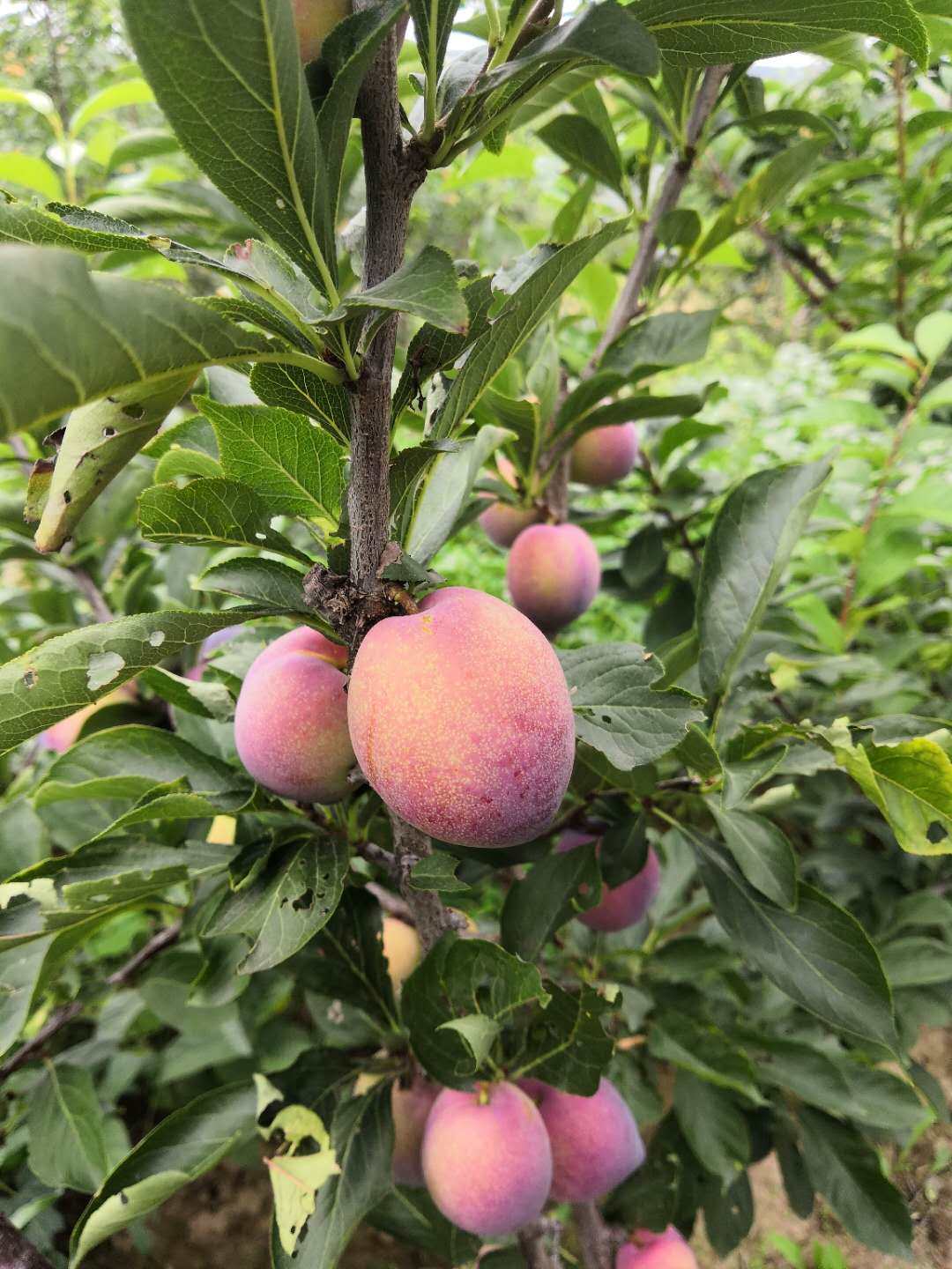 东北干核李子黑龙江现货新鲜酸甜孕妇水果干碗桃李子包邮5斤装